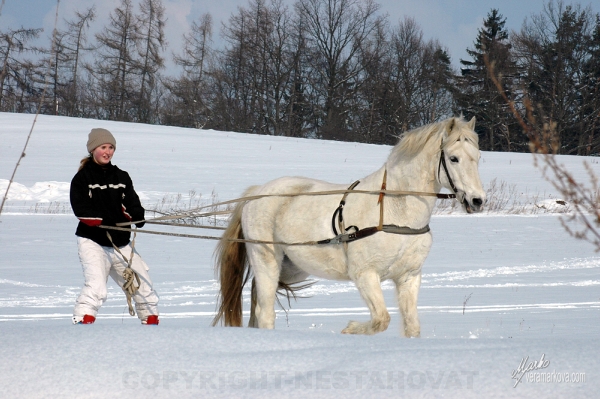 skijöring