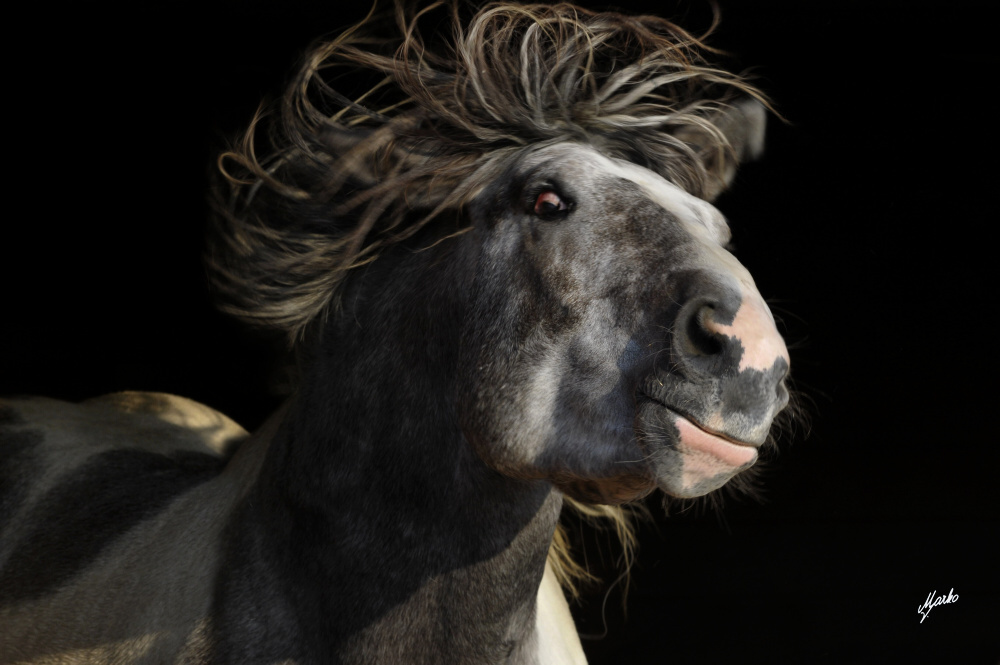 Irish cob crosbred sekce A - Cob
