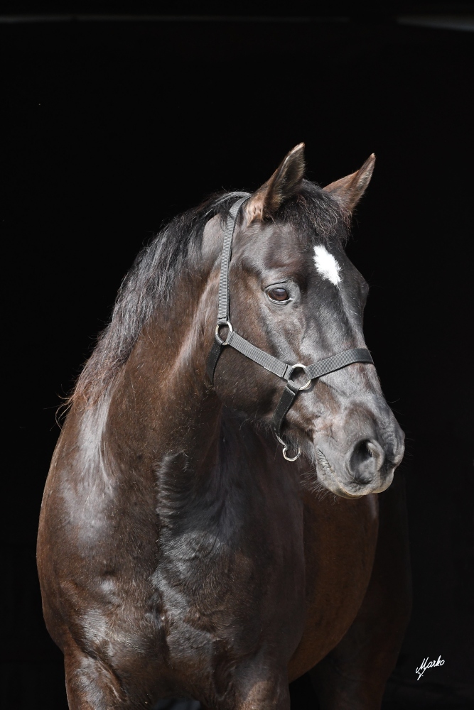 American quarter horse