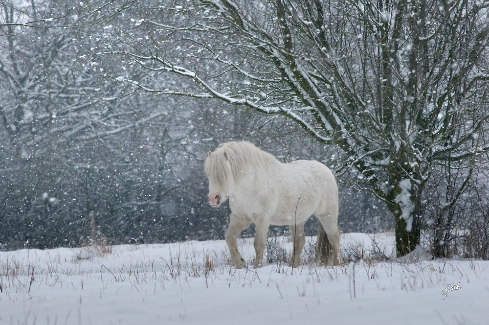 welsh mountain pony