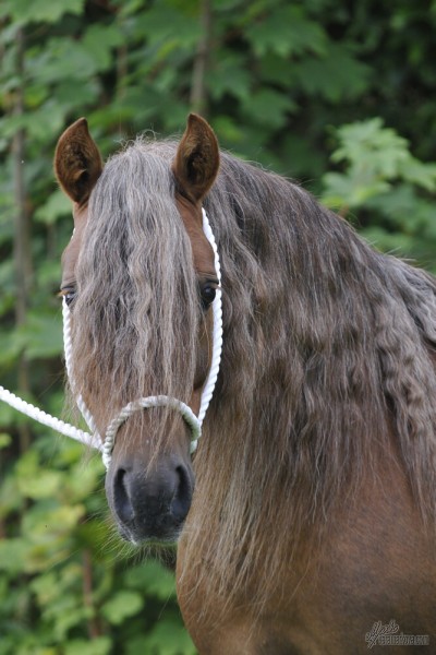 jezdecký pony