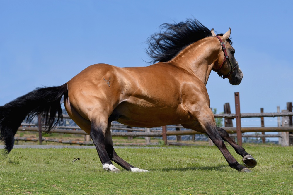 American Quarter Horse