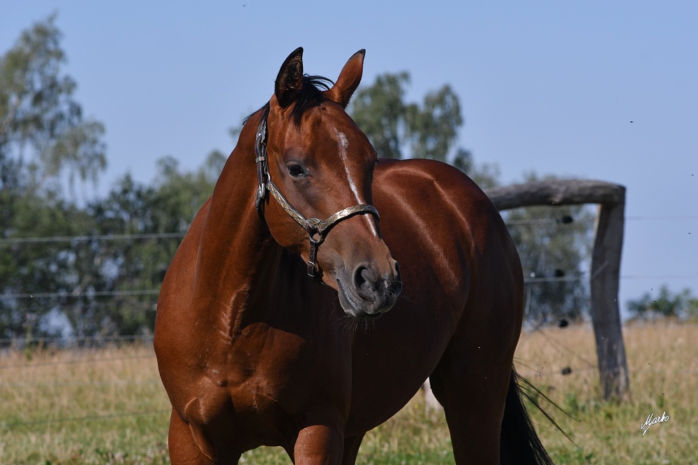 American Quarter Horse