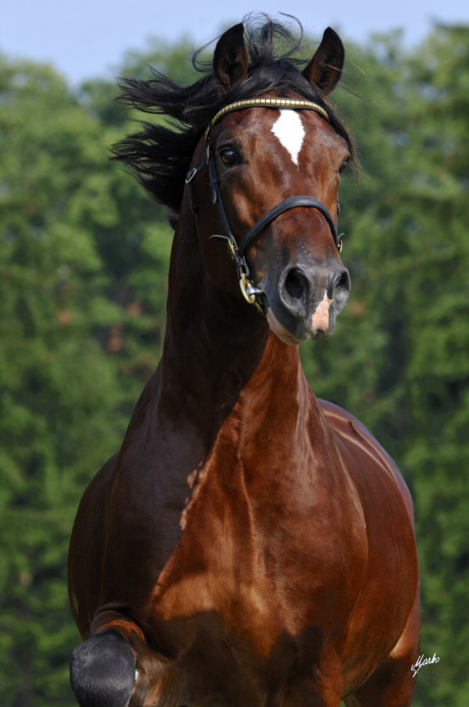 Welsh Cob