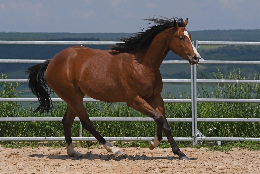 American Quarter Horse