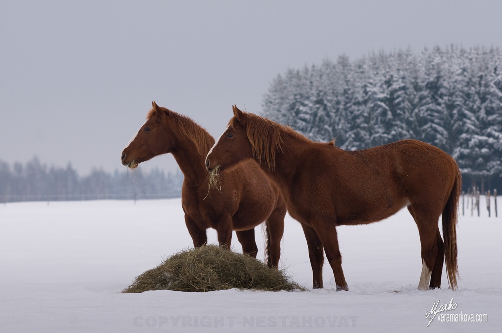 American quarter horse