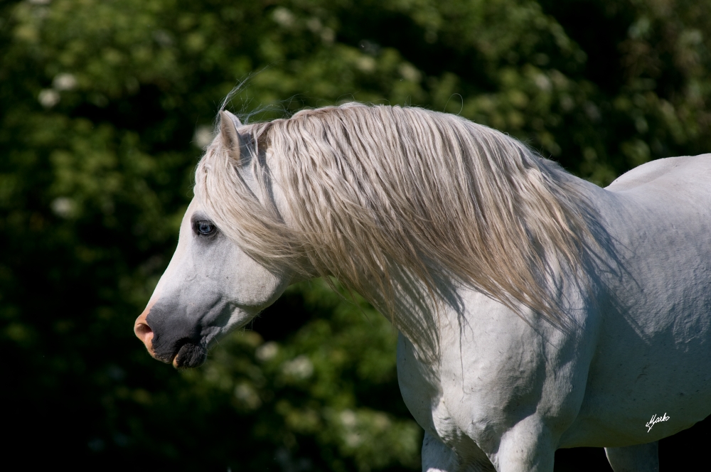 Welsh mountain pony