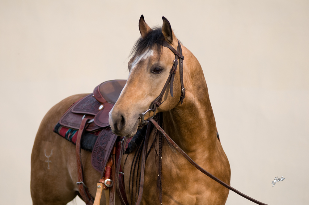 American Quarter Horse