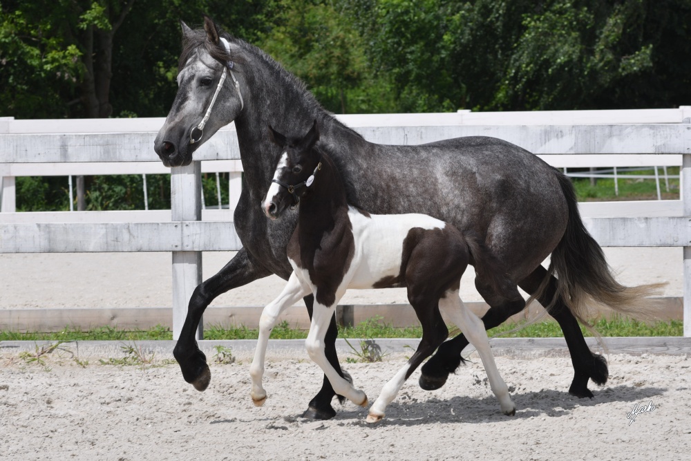 Barock Pinto