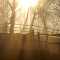 Ráno na SilverStone Ranch | fotografie