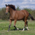 American Quarter Horse | fotografie