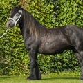 Fell pony | fotografie