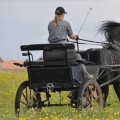 fríský kůň | fotografie