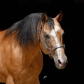 American Quarter Horse | fotografie