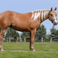 American Quarter Horse | fotografie