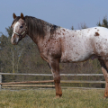 Appaloosa | fotografie