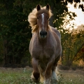 Ardénský kůň | fotografie