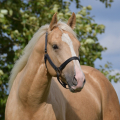 American Quarter Horse | fotografie
