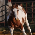 American Paint Horse | fotografie
