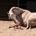 American Paint Horse | fotografie