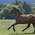 appaloosa | fotografie