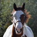 American Paint Horse | fotografie