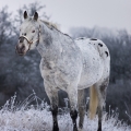 Appaloosa | fotografie