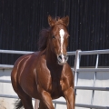 American Quarter Horse | fotografie