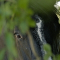 Welsh Part Bred | fotografie