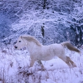 Welsh mountain pony hřebec Trawel Artuš | fotografie