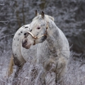 Appaloosa | fotografie