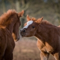 American Quarter Horse | fotografie