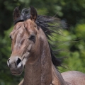 American Quarter Horse | fotografie