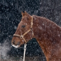 American quarter horse | fotografie