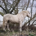 Welsh mountain pony | fotografie