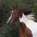 American Paint Horse | fotografie