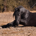 Fríský kůň | fotografie