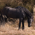 Fríský kůň | fotografie