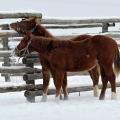 American Quarter Horse | fotografie