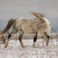 Welsh mountain pony | fotografie