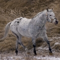 Appaloosa | fotografie