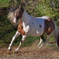 American Paint Horse | fotografie