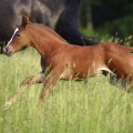 American Quarter Horse | fotografie