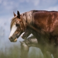 Welsh Cob | fotografie