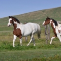 American Paint Horse | fotografie