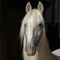 starokladrubský kůň | fotografie