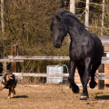 Fríský kůň | fotografie