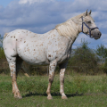 Appaloosa | fotografie