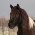 Pony | fotografie