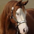 American Paint Horse | fotografie